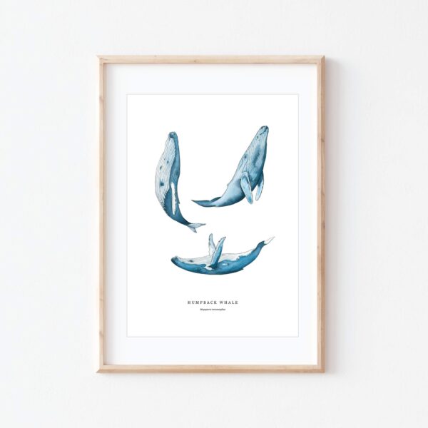 Humpback Whales