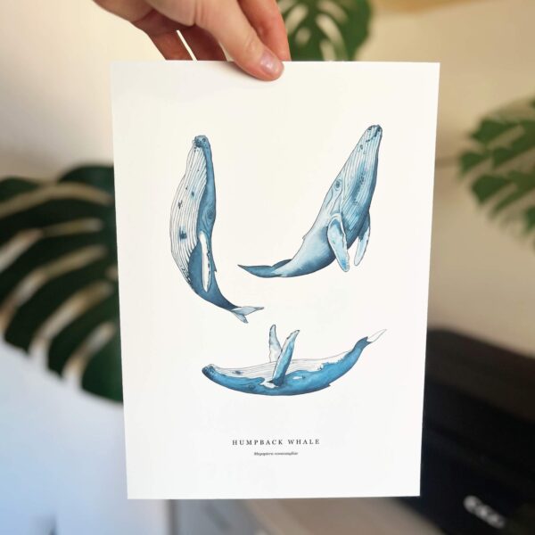 Humpback Whales - Image 5