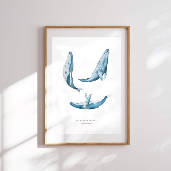 Humpback Whales - Image 2