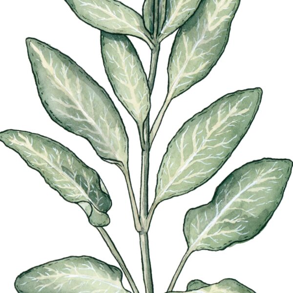 Garden Sage - Image 6