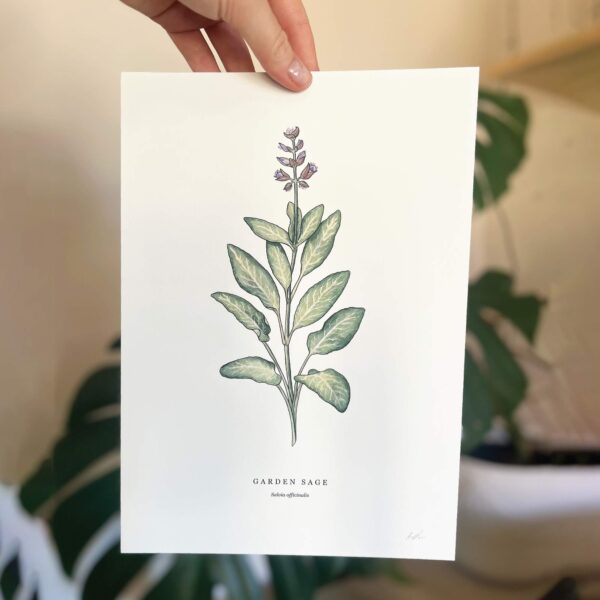 Garden Sage - Image 4
