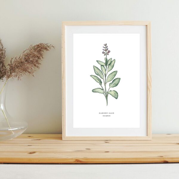 Garden Sage - Image 2