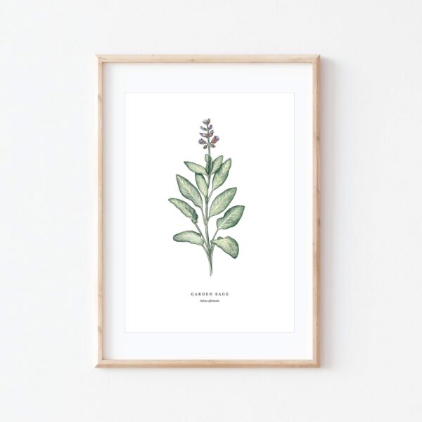 Garden Sage