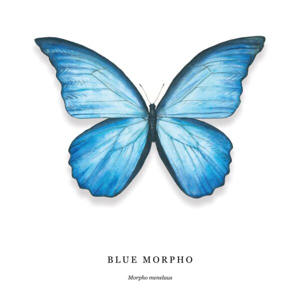 Blue Morpho - Image 4
