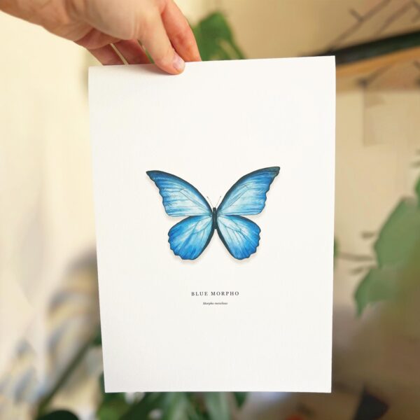 Blue Morpho - Image 5