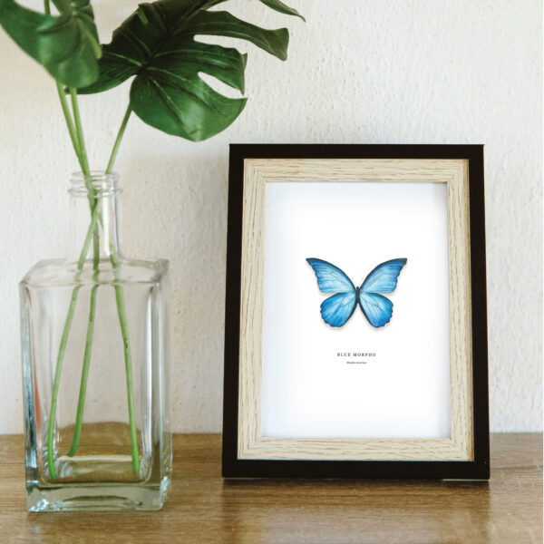 Blue Morpho - Image 2