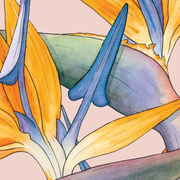 Watercolour illustration of Birds of Paradise flowers on pink background by Brigette Rivers, BRD Prints