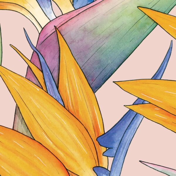 Close up Watercolour illustration of Birds of Paradise flowers on pink background by Brigette Rivers, BRD Prints
