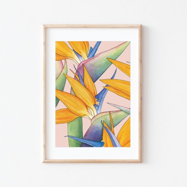 Watercolour illustration of Birds of Paradise flowers on pink background by Brigette Rivers, BRD Prints