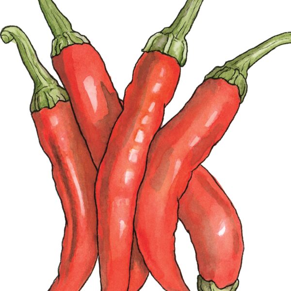 Watercolour illustration of Red Chillies on white background by Brigette Rivers, BRD Prints