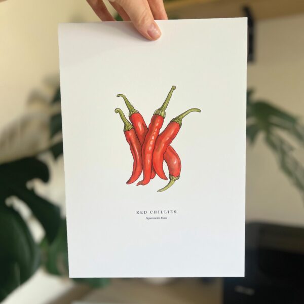 Watercolour illustration of Red Chillies on white background by Brigette Rivers, BRD Prints