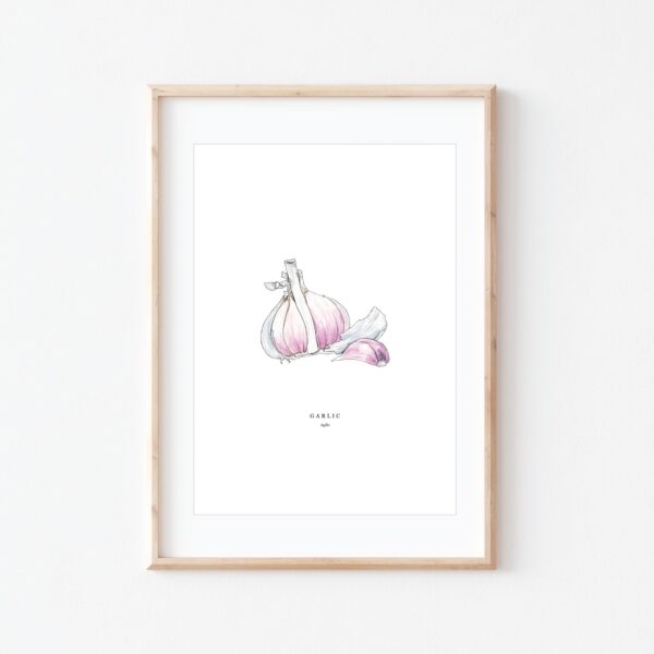 Watercolour illustration of 'Garlic' on white background by Brigette Rivers, BRD Prints