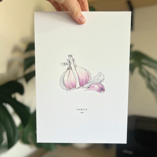 Watercolour illustration of 'Garlic' on white background by Brigette Rivers, BRD Prints